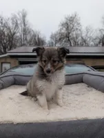 🍊 Orange juice , a female Shetland Sheepdog for sale in Standish, MI – Photo 1 of 4
