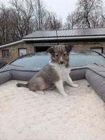 🍊 Orange juice , a female Shetland Sheepdog for sale in Standish, MI – Photo 3 of 4