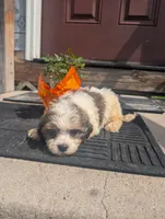 Queen, a female Shih Tzu for sale in Standish, MI – 1 of 4