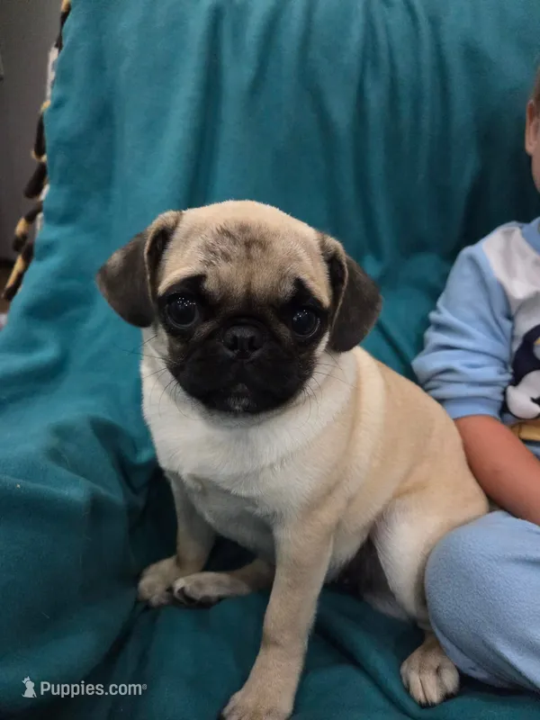 Lexi – Pug puppy for sale in Standish, MI
