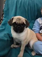 Lexi, a female Pug for sale in Standish, MI – 1 of 1