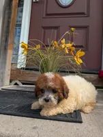 Princess , a female Shih Tzu for sale in Standish, MI – 3 of 5