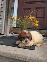 Princess , a female Shih Tzu for sale in Standish, MI – 4 of 5