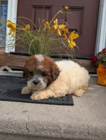 Princess , a female Shih Tzu for sale in Standish, MI – 5 of 5