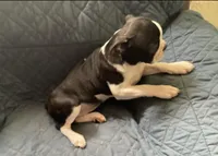 Heart ❤️, a female Boston Terrier for sale in Standish, MI – Photo 2 of 3
