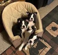 Heart ❤️, a female Boston Terrier for sale in Standish, MI – Photo 1 of 3