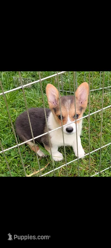 Rainbow 🌈 – Pembroke Welsh Corgi puppy for sale in Standish, MI