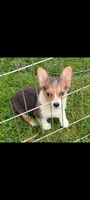 Rainbow 🌈, a female Pembroke Welsh Corgi for sale in Standish, MI – 1 of 1