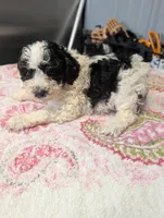 Blush 😊, a female Poodle - Miniature  for sale in Standish, MI – Photo 6 of 6