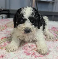 Blush 😊, a female Poodle - Miniature  for sale in Standish, MI – Photo 3 of 6