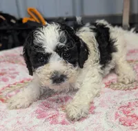 Blush 😊, a female Poodle - Miniature  for sale in Standish, MI – Photo 4 of 6