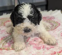 Blush 😊, a female Poodle - Miniature  for sale in Standish, MI – Photo 2 of 6