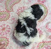 Blush 😊, a female Poodle - Miniature  for sale in Standish, MI – Photo 5 of 6