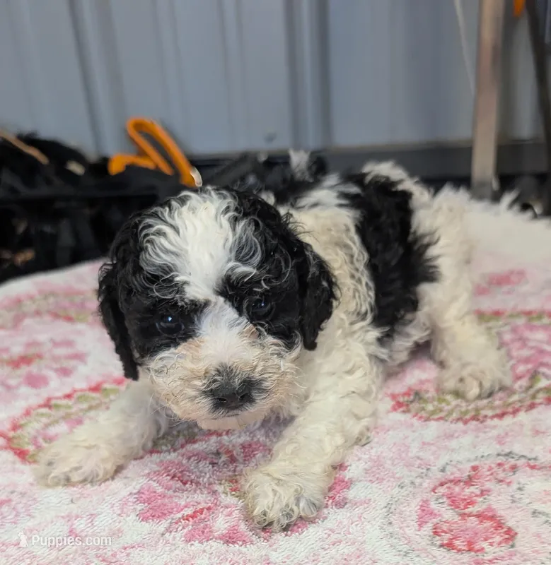 Blush 😊, a female Poodle - Miniature  for sale in Standish, MI – Photo 1 of 6