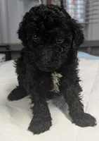 😁 Smile , a male Poodle - Miniature  for sale in Standish, MI – Photo 2 of 5