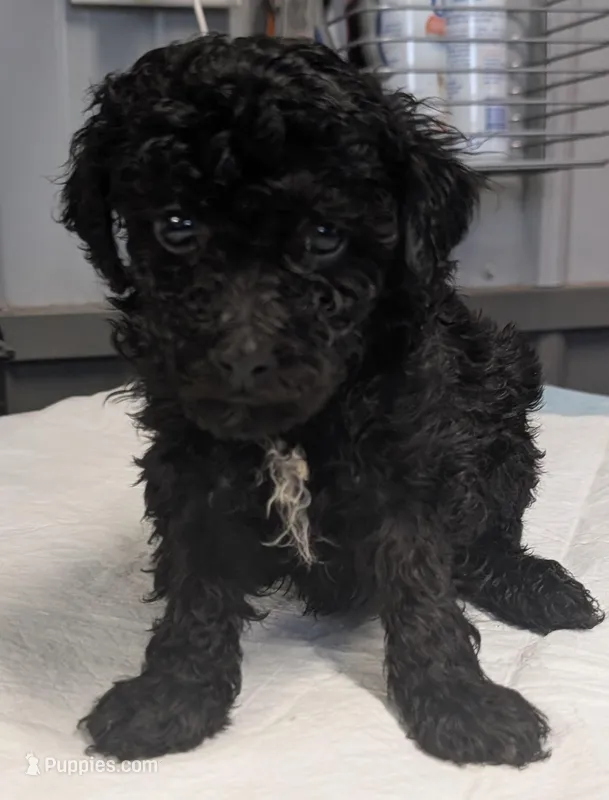 😁 Smile , a male Poodle - Miniature  for sale in Standish, MI – Photo 1 of 5