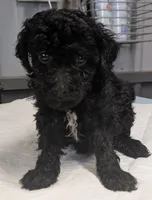 😁 Smile , a male Poodle - Miniature  for sale in Standish, MI – Photo 1 of 5