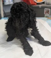😁 Smile , a male Poodle - Miniature  for sale in Standish, MI – Photo 5 of 5