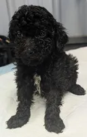 😁 Smile , a male Poodle - Miniature  for sale in Standish, MI – Photo 3 of 5