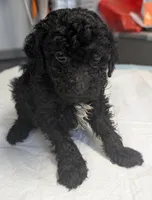 😁 Smile , a male Poodle - Miniature  for sale in Standish, MI – Photo 4 of 5