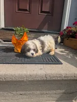 Queen, a female Shih Tzu for sale in Standish, MI – 2 of 4