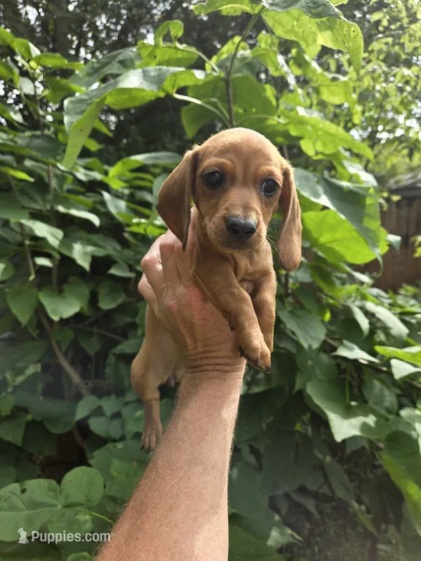 Doughnut  – Dachshund puppy for sale in Standish, MI