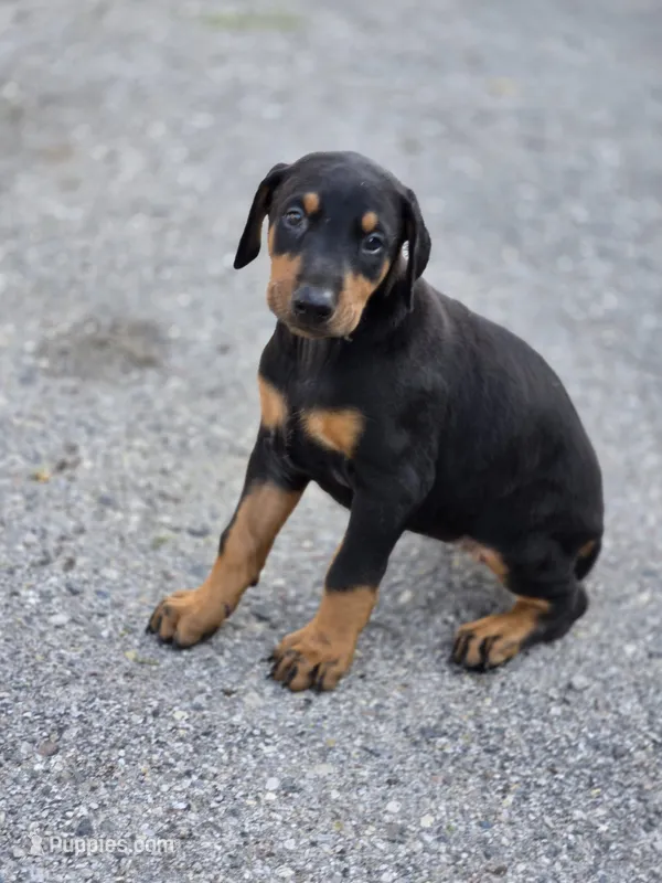 Zuul – Doberman Pinscher puppy for sale in Standish, MI