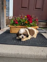 Crown, a female Shih Tzu for sale in Standish, MI – 3 of 3