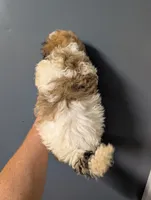 Breaz , a male Shihpoo for sale in Standish, MI – 1 of 4