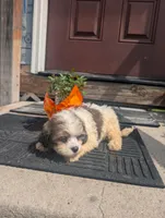 Queen, a female Shih Tzu for sale in Standish, MI – 4 of 4
