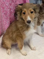 Diamond 💎, a female Shetland Sheepdog for sale in Standish, MI – 5 of 5