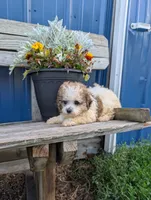 King, a male Shih Tzu for sale in Standish, MI – 3 of 4