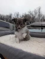 Apple 🍎, a female Shetland Sheepdog for sale in Standish, MI – Photo 3 of 4