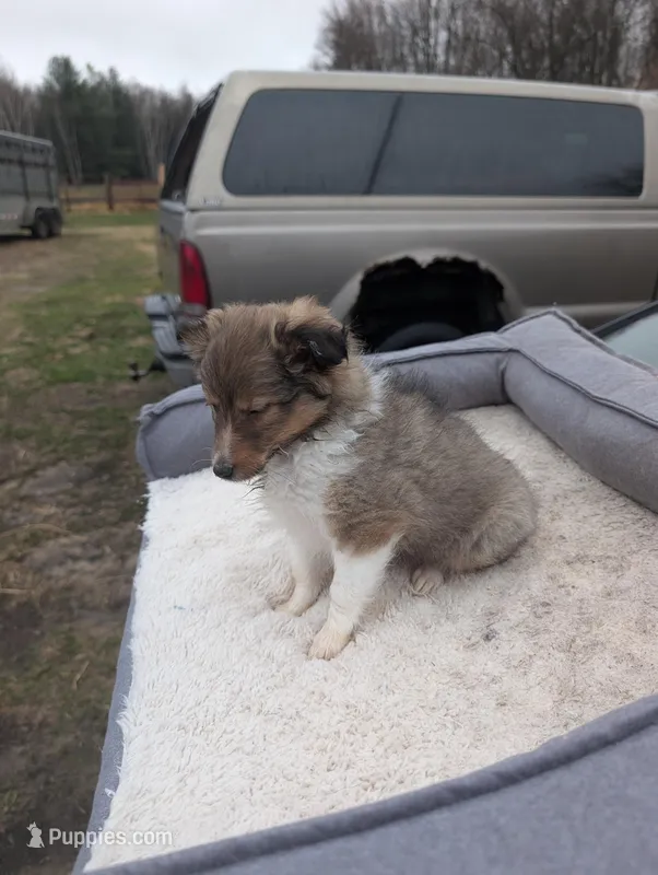 Apple 🍎 – Shetland Sheepdog puppy for sale in Standish, MI