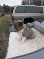 Apple 🍎, a female Shetland Sheepdog for sale in Standish, MI – Photo 1 of 4