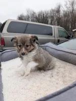 Apple 🍎, a female Shetland Sheepdog for sale in Standish, MI – Photo 4 of 4