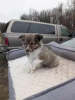 Apple 🍎, a female Shetland Sheepdog for sale in Standish, MI – Photo 2 of 4
