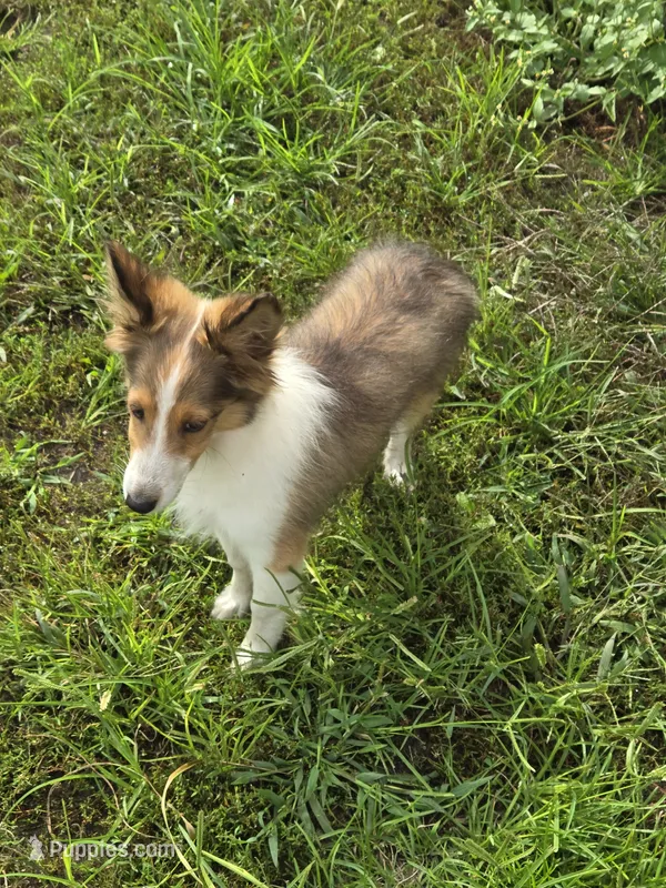Harley  – Shetland Sheepdog puppy for sale in Standish, MI