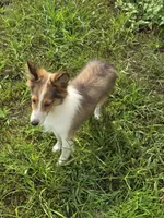 Harley , a male Shetland Sheepdog for sale in Standish, MI – 1 of 1