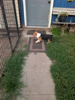 Taylor Swift , a female Pembroke Welsh Corgi for sale in Standish, MI – 2 of 4
