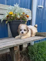 King, a male Shih Tzu for sale in Standish, MI – 4 of 4