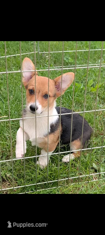 Biscuit  – Pembroke Welsh Corgi puppy for sale in Standish, MI