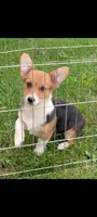 Biscuit , a female Pembroke Welsh Corgi for sale in Standish, MI – 1 of 1