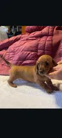 Love, a female Miniature Dachshund for sale in Standish, MI – Photo 3 of 3