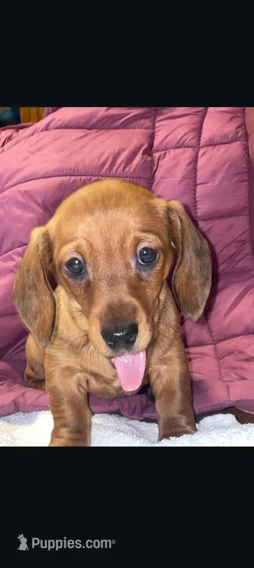 Love – Miniature Dachshund puppy for sale in Standish, MI