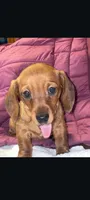 Love, a female Miniature Dachshund for sale in Standish, MI – Photo 1 of 3