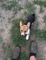 Taylor Swift , a female Pembroke Welsh Corgi for sale in Standish, MI – 4 of 4