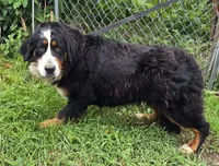 Willow AKC, a female Bernese Mountain Dog for sale in Standish, MI – 1 of 1