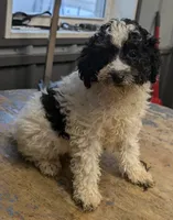 Spots, a male Poodle - Miniature  for sale in Standish, MI – Photo 1 of 2
