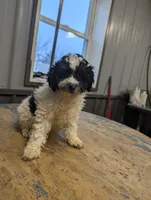 Spots, a male Poodle - Miniature  for sale in Standish, MI – Photo 2 of 2